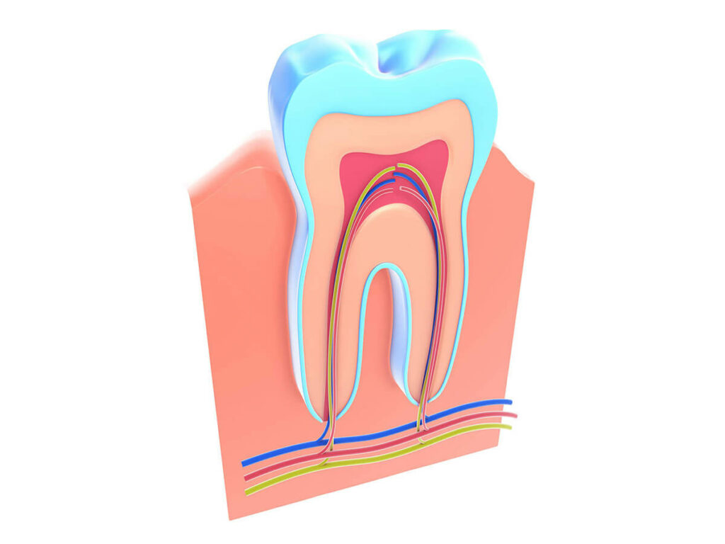 illustration of the anatomy of a tooth